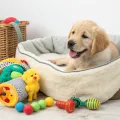 Puppy's First Year: A Month-by-Month Care Guide