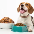 Wet Food vs. Dry Food: What Vets Actually Recommend
